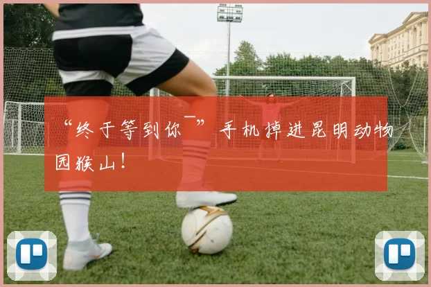 “终于等到你~”手机掉进昆明动物园猴山!